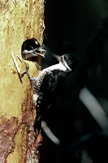 Arcticus: BLACK-BACKED WOODPECKER - FEEDS CHICKS
