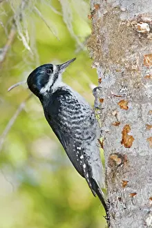 Arcticus: Black-backed Woodpecker - Female on side of tree