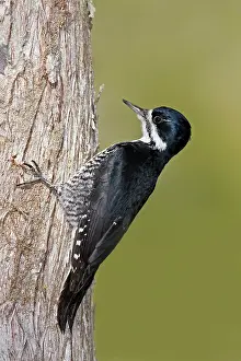 Arcticus: Black-backed Woodpecker - Female on side of tree