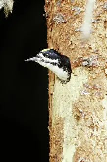 Arcticus: Black-backed Woodpecker in nest hole