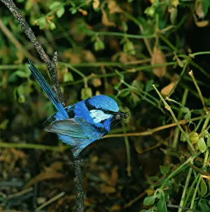 Malurus: Black-backed WREN - male, with insect in beak