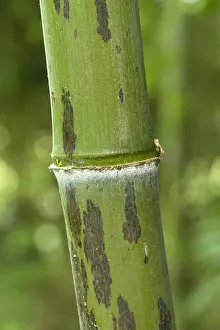 Gramineae: Black bamboo Boryana (Phyllostachys nigra) stem