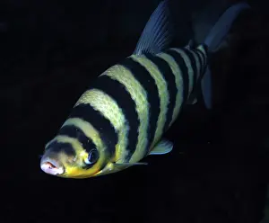 Fasciatus: Black-banded Leporinus