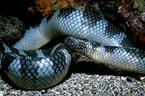 Krait: Black-banded sea krait