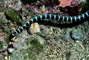Krait: Black-banded sea krait