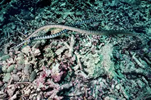 Krait: Black-banded sea krait - courting