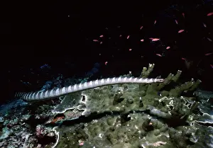 Krait: Black-banded sea krait / Sea Snake