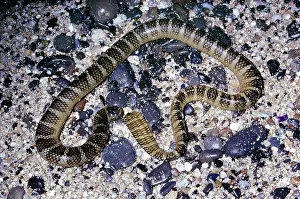 Krait: Black-banded sea krait - on shingle