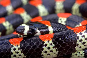 Guatemala: Black-banded snake (Scolecophis atrocinctus), Costa