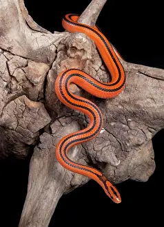 Ratsnake: Black-banded Trinket Snake / Thai Bamboo Ratsnake