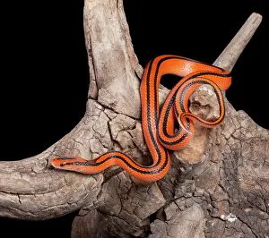Ratsnake: Black-banded Trinket Snake / Thai Bamboo Ratsnake