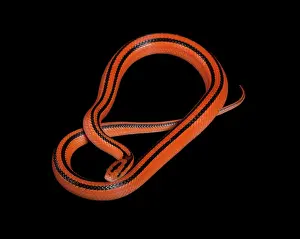 Ratsnake: Black-banded Trinket Snake / Thai Bamboo Ratsnake
