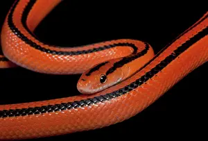Ratsnake: Black-banded Trinket Snake / Thai Bamboo Ratsnake