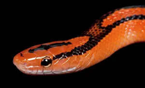 Ratsnake: Black-banded Trinket Snake / Thai Bamboo Ratsnake