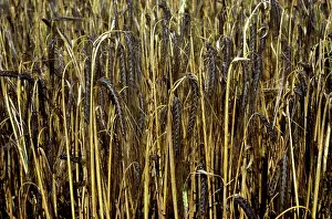 Trial: Black barley