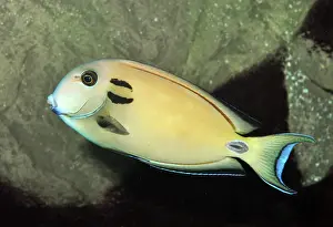 Reefs: Black-barred Surgeonfish; sheltered waters of Indo-Pacific