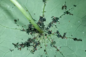 Aphis: Black Bean Aphid