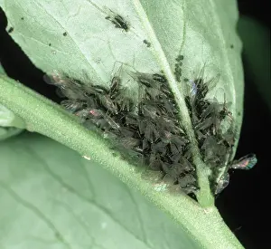 Sucker: Black bean aphid