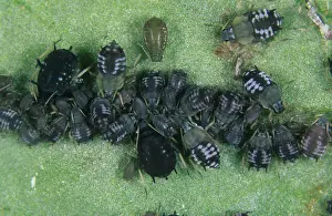 Bean: Black bean aphid