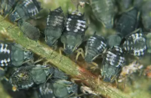 Bean: Black bean aphid (Aphis fabae)