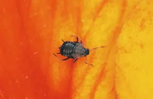 Aphis: Black Bean Aphid / Blackfly