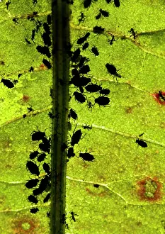Aphis: Black Bean Aphid - colony living under a leaf
