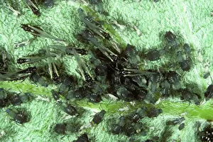 Bean: Black bean aphid infestation