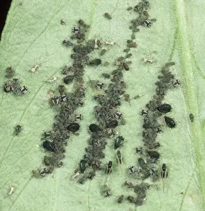 Sucker: Black bean aphids