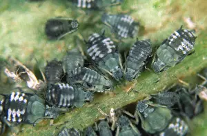 Bean: Black bean aphids
