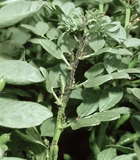 Sucker: Black bean aphids