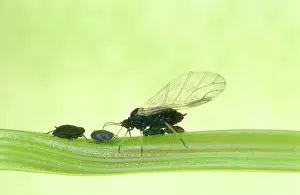 Aphis: Black Bean APHIDS - wings and unformed wings