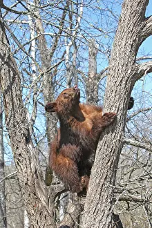 Cinnamon: Black Bear - 18 month old cinnamon cub climbing tree