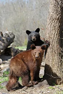 Cinnamon: Black Bear - 18 month old cub with cinnamon coloured bear