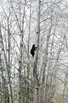 Omnivores: Black Bear - 18 month old cub climbing tree