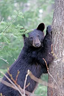 Omnivores: Black Bear - 18 month old cub climbing tree