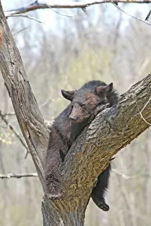 Omnivores: Black Bear - 18 month old cub sleeping in tree