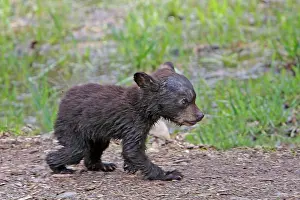 Omnivores: Black Bear - 2 - 3 month old cub