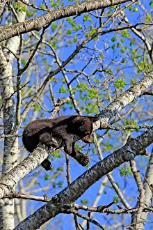 Omnivores: Black Bear - 4 month old cub climbing tree