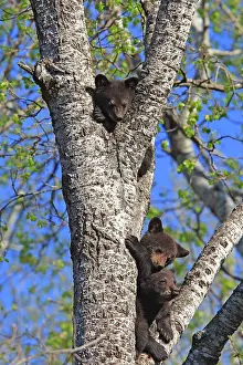 Omnivores: Black Bear - 4 month old cubs climbing tree