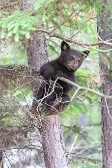 Americanus: BLACK BEAR