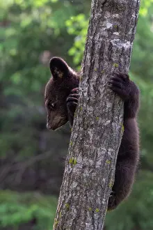 Uniteed: BLACK BEAR