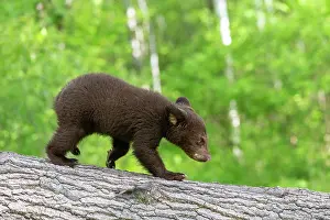 Uniteed: BLACK BEAR