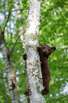 Uniteed: BLACK BEAR