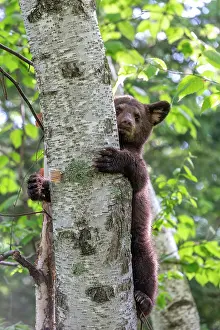 Uniteed: BLACK BEAR