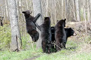 Omnivores: Black Bear - adult female with 18 month old cubs