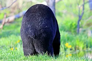 Omnivores: Black Bear - adult male rear view