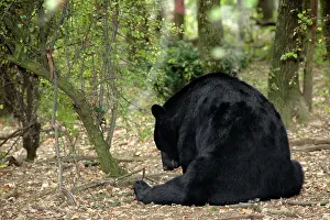 Acorns: Black Bear of America (Baribal) - in the woods eating acorns
