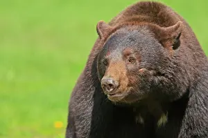 Cinnamon: Black Bear - cinnamon coloured adult male