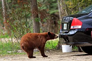 Cinnamon: Black Bear - cinnamon coloured bear by car