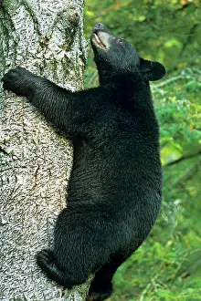 Safe: Black Bear - climbing tree. Trees are often a